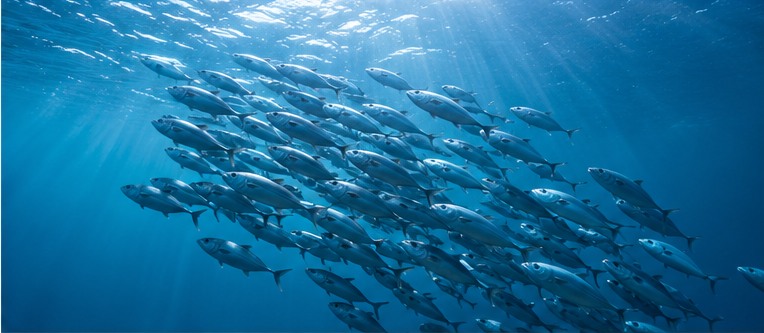 Marine fish in clear ocean water